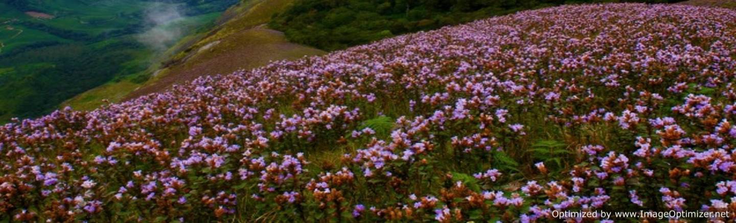 neelakurinji flowers