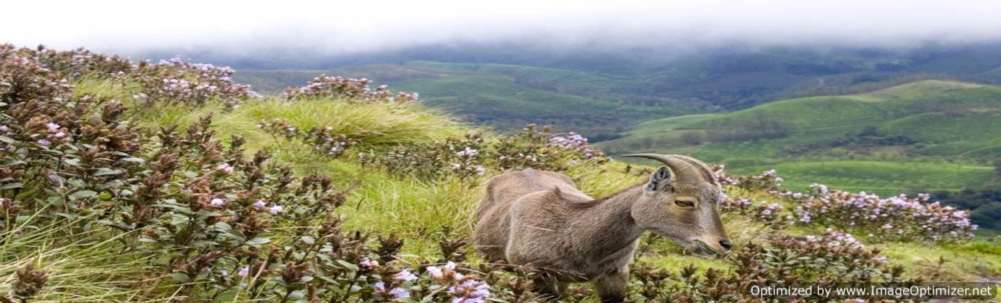 nilgiri-tahr